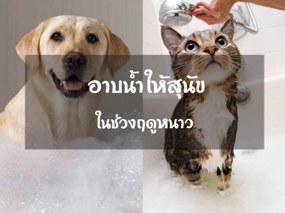 อาบน้ำให้สุนัข และแมวในช่วงฤดูหนาว