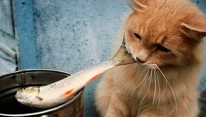 อาหารหลักของแมว อาหารจำพวกปลา เนื่องจากแมวเป็นสัตว์ที่ชอบกินปลาเป็นอย่างมาก 