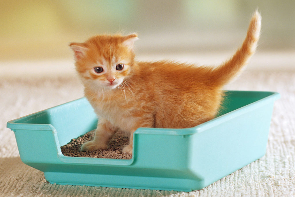 ผลิตภัณฑ์เพื่อแมว ทรายแมวประเภทดั้งเดิม ช่วยดูดซับของเหลวและควบคุมกลิ่นตามธรรมชาติได้ดี หาซื้อได้ทั่วไป 