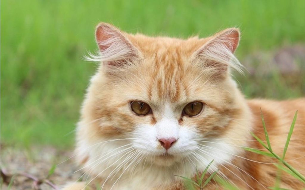 คนเลี้ยงแมวหรือทาสแมวต้องดูแลแมวและระวังอย่าเอามือของเราไปสัมผัสโดยตรงกับอุจจาระของแมว