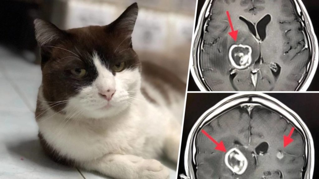 โรคขี้แมวขึ้นสมอง คือมีเชื้อโปรโตซัวเชื้อปรสิต ที่อยู่เซลล์บุลำไส้ของแมว ถ้าไปสัมผัสอุจจาระของแมว เชื้อโรคมันก็จะเข้าไปอยู่ในลำไส้ของเราได้             