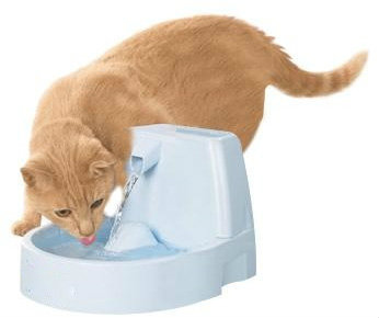 อาหารหลักของแมวก็คือ น้ำ น้ำเป็นสิ่งที่หล่อเลี้ยงร่างกายให้แมว