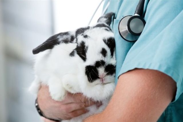 การเลี้ยงสิ่งกระต่ายนั้น จะต้องมีค่าใช้จ่ายรายเดือน ทั้งค่าอาหาร ค่าอุปกรณ์ ค่ารักษาพยาบาล