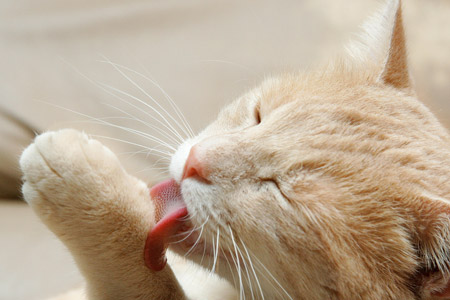 การแปรงขนแมว จะช่วยน้องแมวแปรงขนบ่อย ๆ จะลดการสำลักขนได้