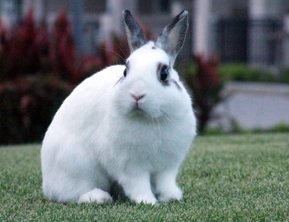 สายพันธุ์กระต่าย กระต่ายไทย ขนที่มีความสากมากกว่า และเป็นสายพันธุ์พื้นบ้านที่ได้รับความนิยม