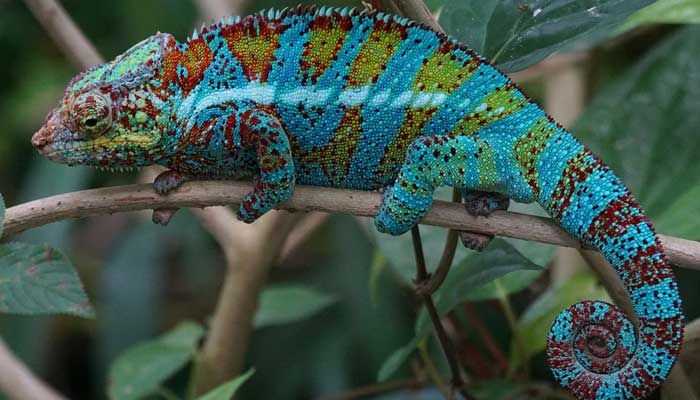 สายพันธุ์กิ้งก่า คือ กิ้งก่าเวลล์คามิเลียน มีชื่อภาษาอังกฤษว่า Veiled Chameleon เป็นสายพันธุ์กิ้งก่าที่เลี้ยงง่าย และมีสีสันที่สวยและงดงาม