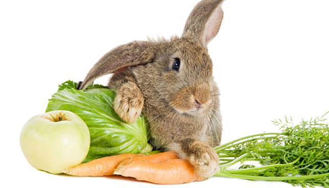 การเลี้ยงกระต่าย ก็จะต่องรู้ว่า ยังมีพืชผักบางชนิดที่ไม่เหมาะสมอย่างยิ่งที่จะนำมาให้กระต่ายกิน เช่น ผักตบชวา หนอกล้วย ลำต้นบอน 