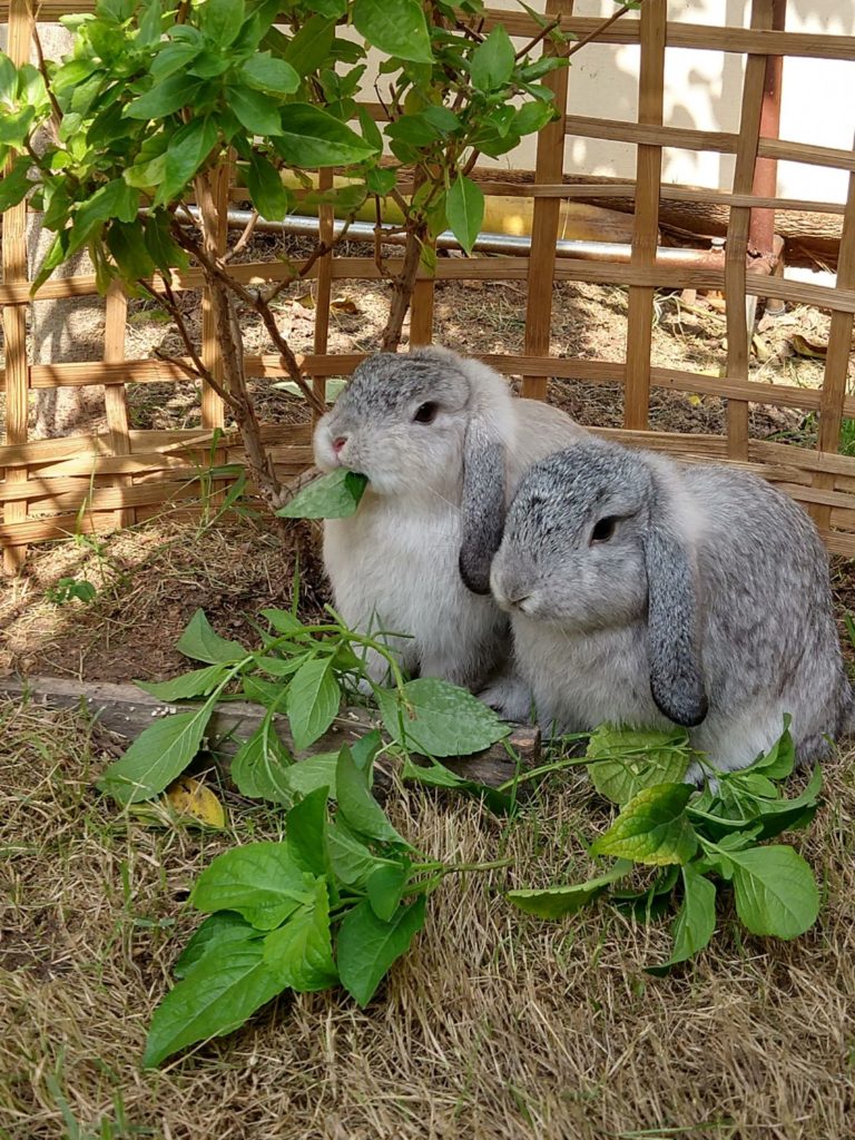 การเลี้ยงกระต่าย จำเป็นต้องรู้ว่า เพราะยังมีพืชผักบางชนิดที่ไม่เหมาะสม และก็ไม่ควรนำมาให้กระต่ายกิน เช่น ผักบุ้ง คะน้า