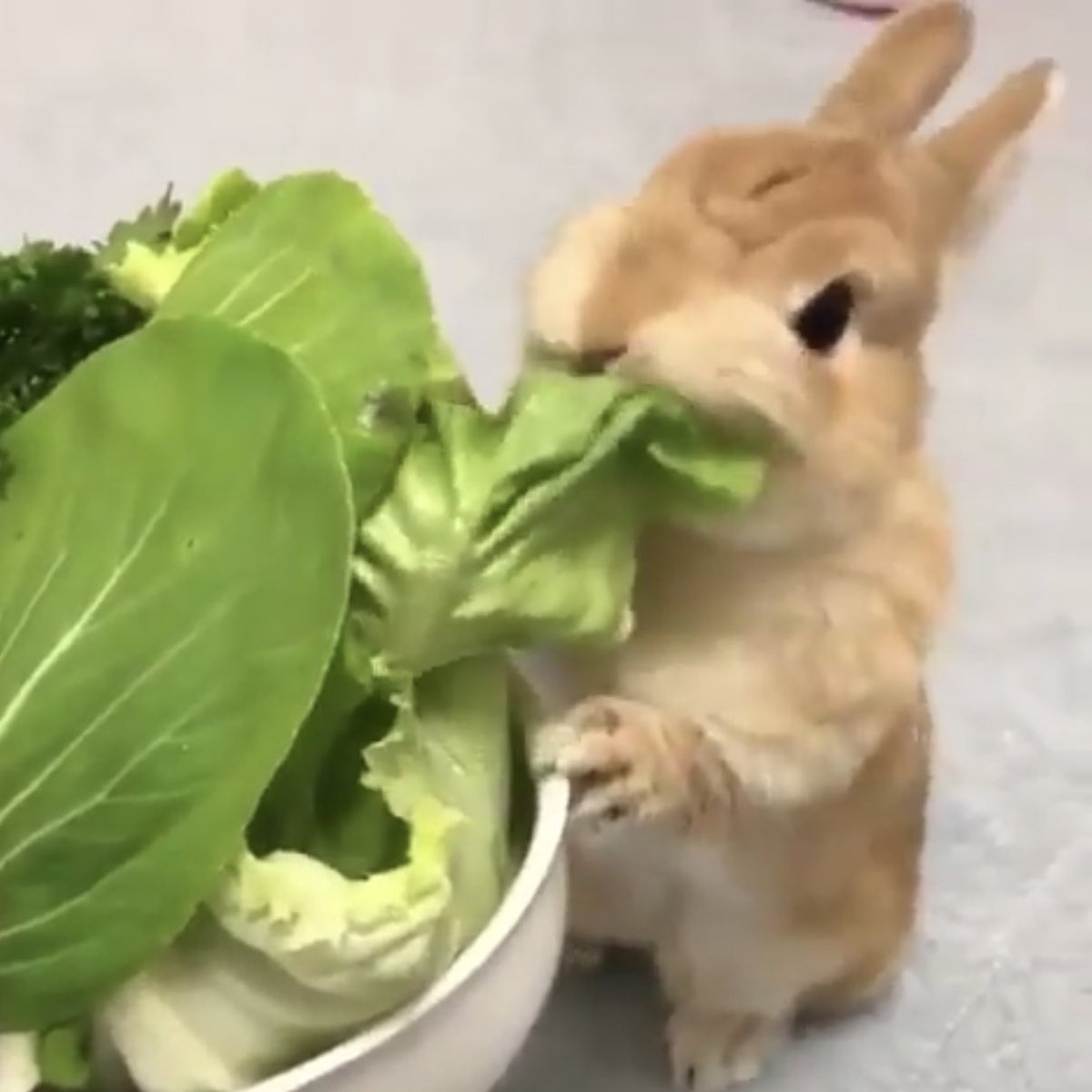 อาหารกระต่าย