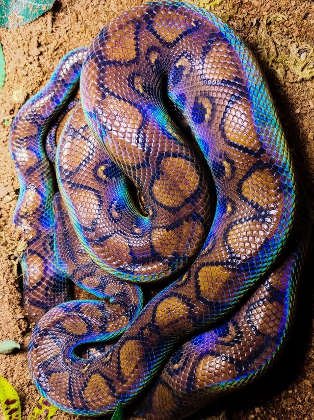 สายพันธุ์งู คือ Rainbow Boa เป็นงูที่มีลักษณะเมื่อตัวสะท้อนกับแสงแดด