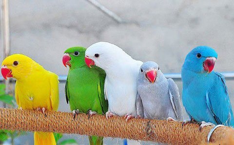 สายพันธุ์นก คือ นกแก้วโม่ง อินเดีย-ริงค์เน็ก เป็นสายพันธุ์ของนก เนื่องจากมีสีสันที่สวยงาม เชื่อง และสอนพูดได้ 