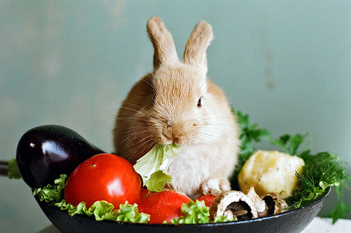 การเลี้ยงกระต่าย จะต้องรู้ก่อนว่า กระต่ายกินอะไร? ไม่กินอะไร?