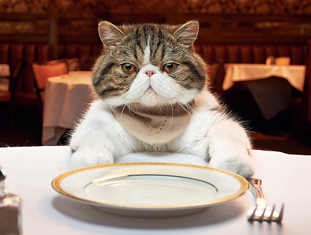 การเลือกซื้อ อาหารแมว เพราะไม่รู้ว่าควรจะซื้อ “อาหารเม็ด” หรือ “อาหารเปียก” 