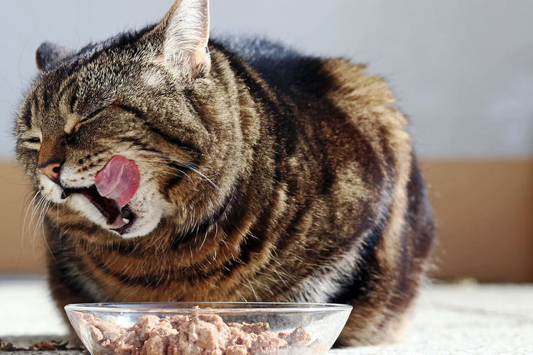 อาหารแมว ในรูปแบบของ “อาหารเปียก” เป็นอาหารที่อยู่ในรูปของเนื้อที่มีความชุ่มฉ่ำ 
