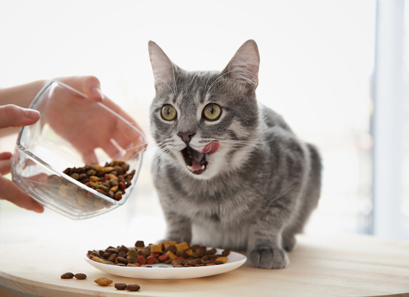 เราควรเลือกให้ อาหารแมว แบบเม็ดหรือแบบเปียกมากกว่าแล้วล่ะก็คงจะเลือกยาก เพราะขึ้นอยู่กับหลากหลายปัจจัย