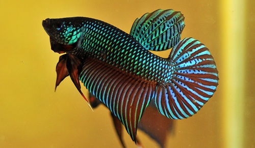 ปลากัด มีสีที่ตัวมีสีหลายสี โดยจะเป็นสีที่มีหลายสีในตัวเดียวมองดูแล้วสวยงามมาก