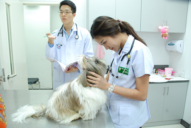 สัตวแพทย์ เทวดาของสัตว์ตัวน้อย รักษาสัตว์ ทำการรักษาอาการป่วยของสัตว์ต่างๆ