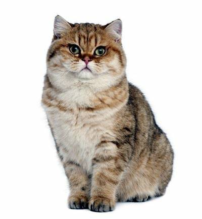แมวสายพันธุ์บริติชช็อตแฮร์ จะเป็นแมวที่มีความฉลาด และมีความแข็งแรงของกล้ามเนื้อในทุกๆส่วนของร่างกาย