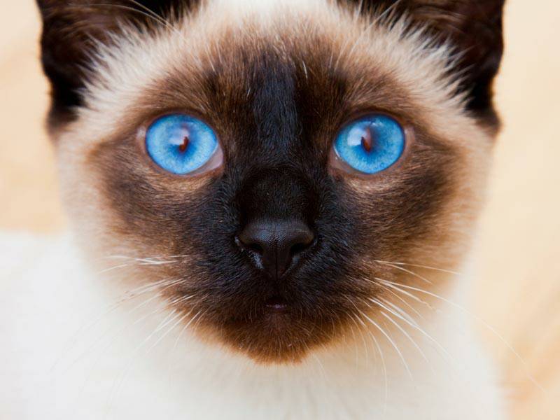 แมวสายพันธุ์วิเชียรมาศ ดวงตาที่มีสีฟ้าใสเหมือนน้ำทะเลก็ยิ่งทำให้ดวงตาของมันดูมีความโดดเด่น