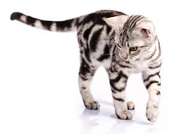 คนที่เลี้ยง แมวสายพันธุ์อเมริกันช็อตแฮร์ นี้ควรที่จะหมั่นแปรงขน และดูแลเอาใจใส่