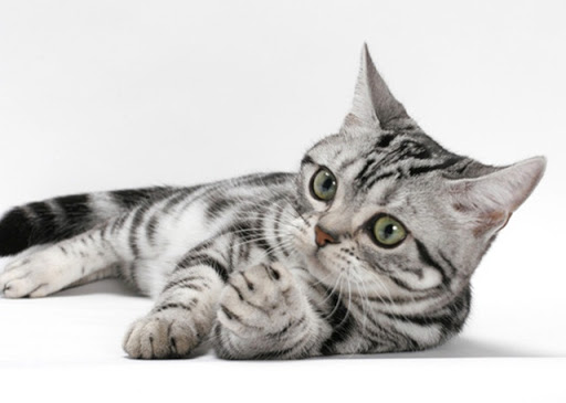 นิสัยของ แมวสายพันธุ์อเมริกันช็อตแฮร์ เป็นแมวที่มีความร่าเริง เป็นมิตรกับคนเลี้ยงและไม่ดุร้าย 