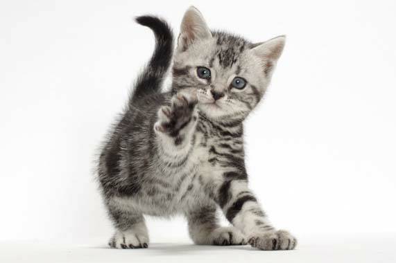 แมวสายพันธุ์อเมริกันช็อตแฮร์ คือ แมวขนสั้นที่มีความแข็งแรง เป็นแมวพื้นเมืองของอเมริกาที่มีชื่อเสียง