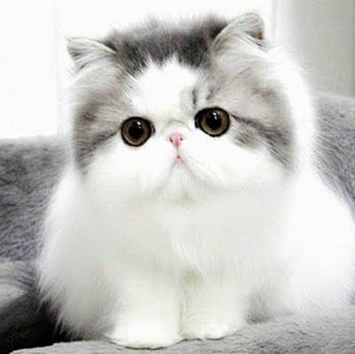 แมวเปอร์เซีย มีความแข็งแรงมากๆ ดวงตาที่มีความกลมและโตอย่างเห็นได้ชัด ทำให้แมวเปอร์เซีย มีความโดดเด่น