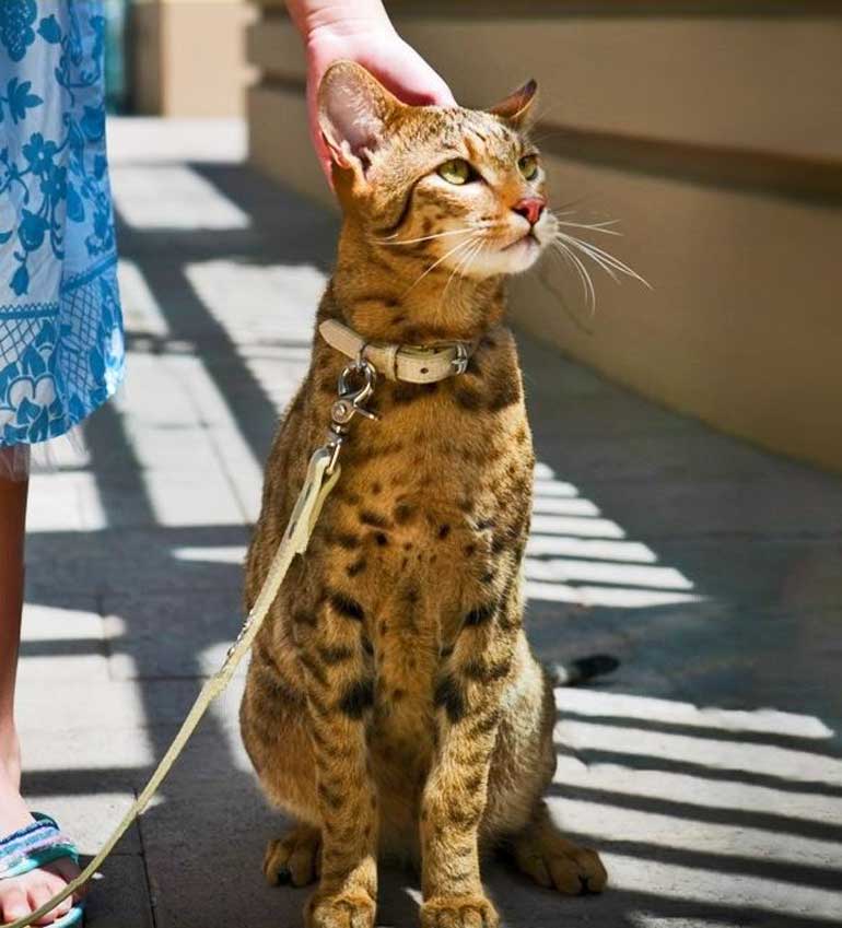 แมวที่มีราคาแพงที่สุดในโลก แมวสายพันธุ์แรก คือ Ashera 