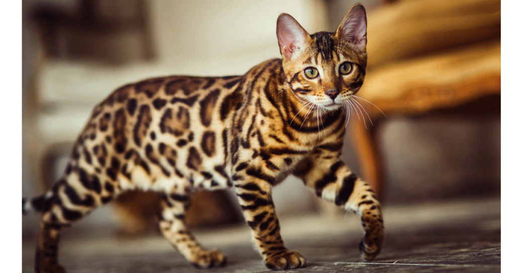 แมวที่มีราคาแพงที่สุดในโลก แมวสายพันธุ์ที่สาม คือ Bengal