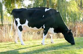 สัตว์เลี้ยงที่แพงที่สุดในโลก อันดับ 2 ที่แอดจะพาทุกคนไปส่อง คือ  Miss Missy Cow ราคาอยู่ที่ประมาณ 1,200,000 ดอลลาร์สหรัฐ