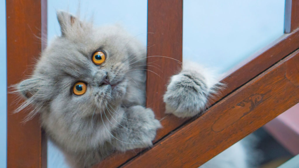 แมวที่มีราคาแพงที่สุดในโลก แมวสายพันธุ์ที่สี่ คือ Persian