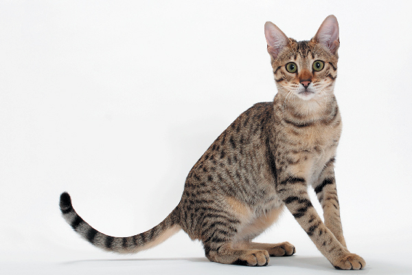 แมวที่มีราคาแพงที่สุดในโลก แมวสายพันธุ์ที่สอง คือ Savannah