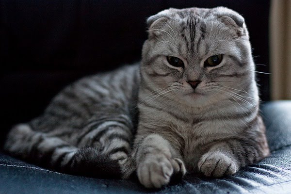 แมวที่มีราคาแพงที่สุดในโลก แมวสายพันธุ์ที่เจ็ด คือ Scottish Fold 