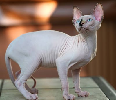 แมวที่มีราคาแพงที่สุดในโลก แมวสายพันธุ์ที่หก คือ Sphynx