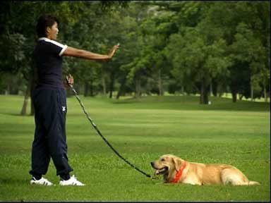การฝึกสุนัข ฝึกเบื้องต้นคำสั่งที่สาม คือ การฝึกให้สุนัขหมอบ
