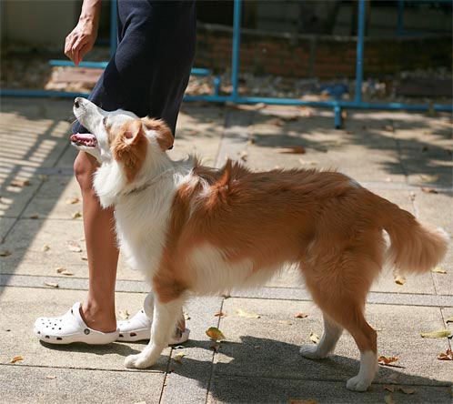 การฝึกสุนัข คำสั่งแรก คือ การฝึกให้เดินชิด