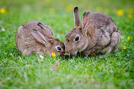 การเลี้ยงกระต่าย จะต้องเตรียมที่ดินที่มีหญ้าขึ้นเล็กๆ