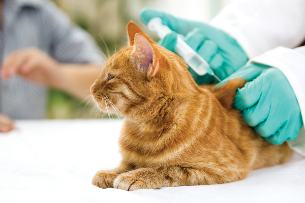 การเลี้ยงแมวต้องใช้เงินเท่าไหร่ มีค่าใช้จ่ายอื่นๆที่คนรักแมวต้องรู้ข้อที่สาม คือค่าวัคซีน