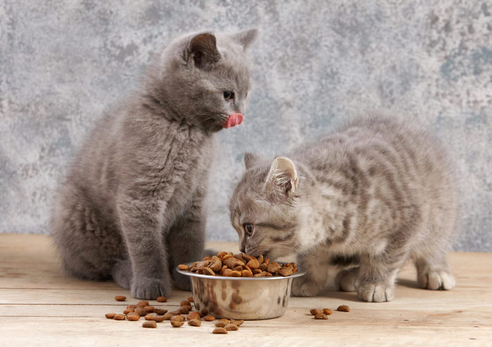 การเลี้ยงแมวต้องใช้เงินเท่าไหร่ มีค่าใช้จ่ายอื่นๆที่คนรักแมวต้องรู้ข้อแรก คือ ค่าอาหาร 