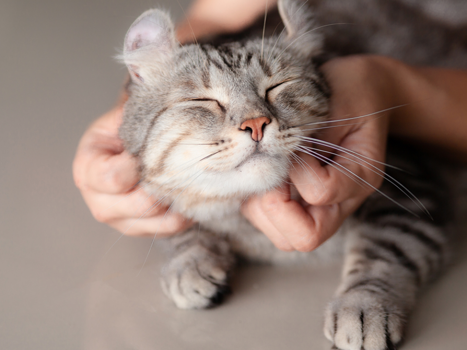 ทำไมแมวจึงเป็นสัตว์เลี้ยงที่ผู้มีคนหลงรัก ด้วยนิสัยของมัน จึงทำให้ผู้คนหลงใหลได้มากที่สุด