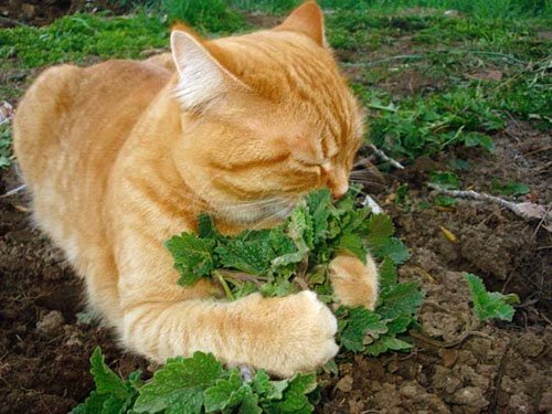 อาหารของแมว อาหารโปรดที่แมวชอบ อาหารชนิดที่สี่ คือ ผัก