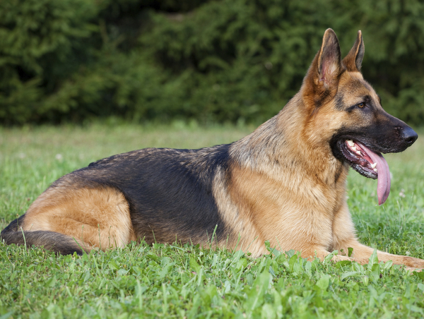 สุนัขสายพันธุ์ เยอรมันเชพเพอด มีรูปร่าง และน้ำหนักตัวพอสมควร