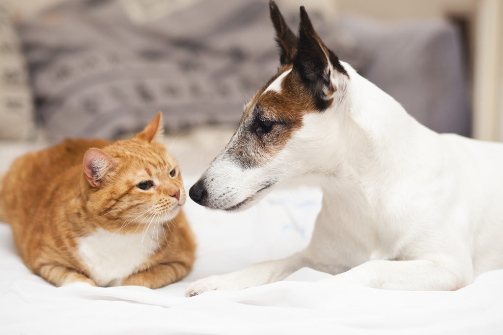 หมากับแมวอะไรน่าเลี้ยงกว่ากัน เหตุผลที่จะช่วยให้คุณได้ตัดสินใจ
