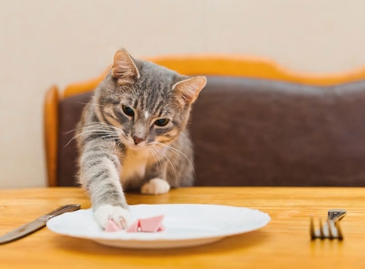 อาหารของแมว