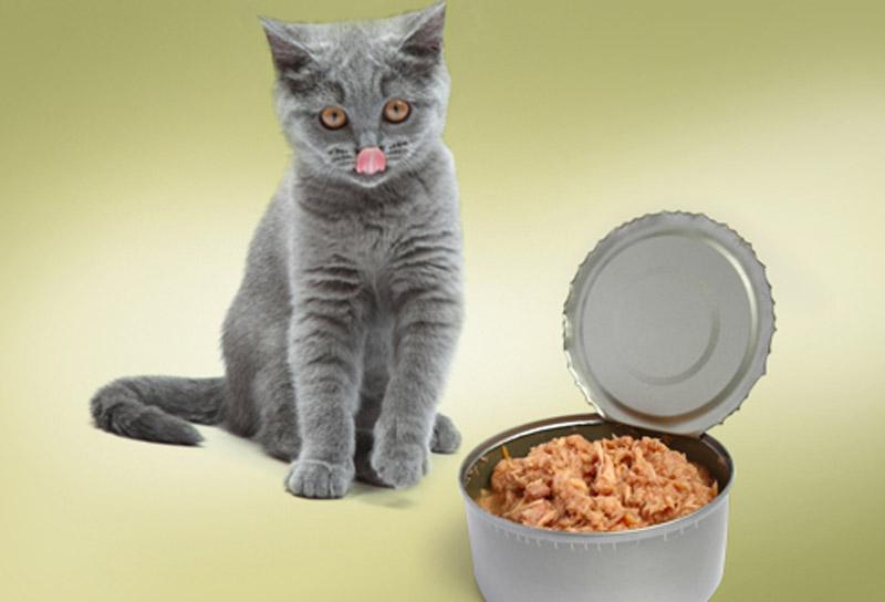 อาหารของแมว อาหารโปรดที่แมวชอบ อาหารชนิดแรก คือ เนื้อปรุงรส
