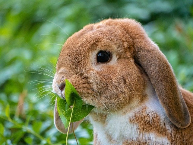 กระต่าย เป็นสัตว์เลี้ยงที่กินพืช