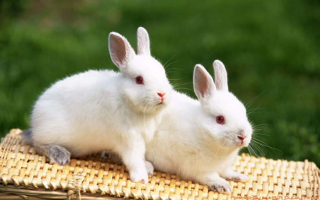 กระต่าย เป็นสัตว์เลี้ยงลูกด้วยนม 