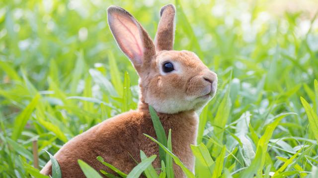 กระต่ายมีใบหูยาว