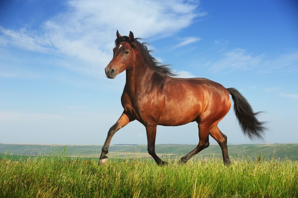 ม้า สัตว์เลี้ยงในวิถีความเชื่อและวัฒนธรรม
