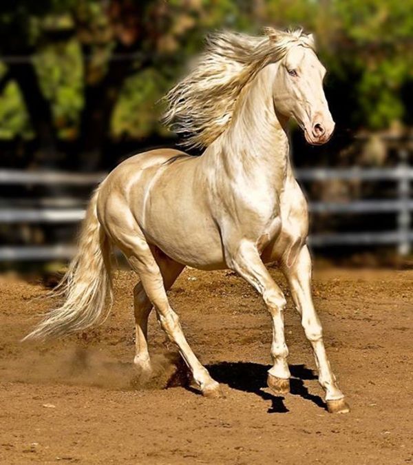 ม้ามีกล้ามเนื้ออันทรงพลัง